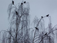 Beate de Cillia (PresseClub Bochum e.V.) - Birke mit Vögeln