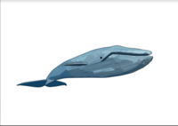 Claudia Kaase - blue whale