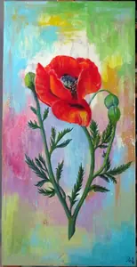 Klatschmohn von Petra Volkmann