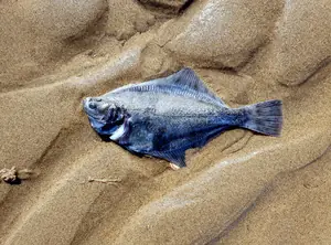 Bluefish von Babette Sponheuer